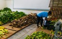 Coleta de produtos do Programa de Aquisição de Alimentos Coleta de produtos do Programa de Aquisição de Alimentos